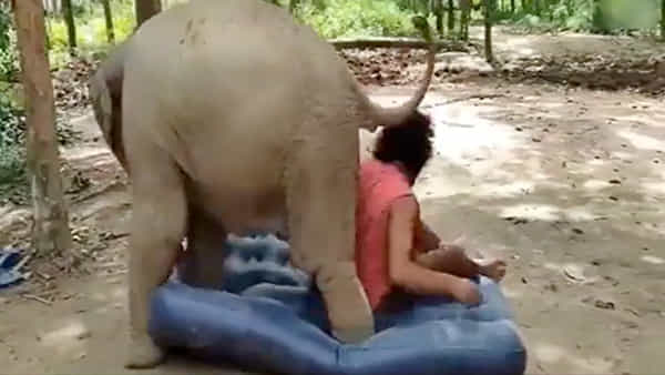 Viral Video: పరుపుపై పడుకోవడానికి పిల్ల ఏనుగు పోరాటం.. జూ కీపర్తో అమీతుమీ.. నవ్వులు పూయిస్తోన్న వైరల్ వీడియో..