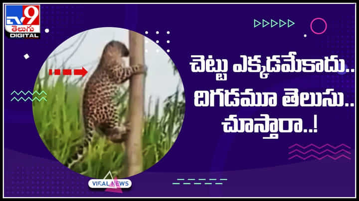 Leopard Viral: చెట్లు ఎక్కడమే కాదు, దిగడమూ తెలుసంటున్న చిరుత.. ఇది చిరుత కాదు.. మహా ముదురు.. Leopard Viral: చెట్లు ఎక్కడమే కాదు, దిగడమూ తెలుసంటున్న చిరుత.. ఇది చిరుత కాదు.. మహా ముదురు..