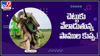 Funny Stunts: గాల్లో చిన్నారి స్టంట్స్‌.. విన్యాసాలు చూస్తే చెమటలు పట్టాల్సిందే.! అట్లుంటది మరి మనతోని..