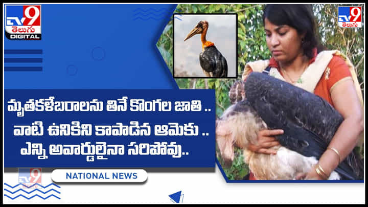 Viral: మృతకళేబరాలను తినే కొంగల జాతి.. వాటి ఉనికిని కాపాడిన ఆమెకు ఎన్ని అవార్డులైనా సరిపోవు.. Viral: మృతకళేబరాలను తినే కొంగల జాతి.. వాటి ఉనికిని కాపాడిన ఆమెకు ఎన్ని అవార్డులైనా సరిపోవు..
