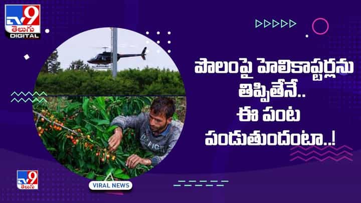 పొలంపై హెలికాప్టర్లను తిప్పితేనే.. ఈ పంట పడుతుందంటా పొలంపై హెలికాప్టర్లను తిప్పితేనే.. ఈ పంట పడుతుందంటా