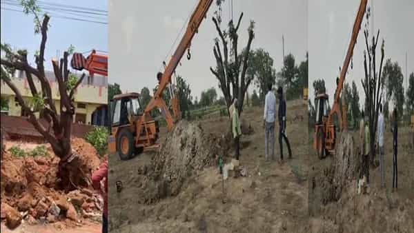 Trees Plantation : చనిపోయిన అమ్మకోసం ఓ లాయర్ కొడుకు గిఫ్ట్..పాతికేళ్లనాటి మామిడి చెట్టును కూకటి వేళ్లతో పెకిలించాడు..!