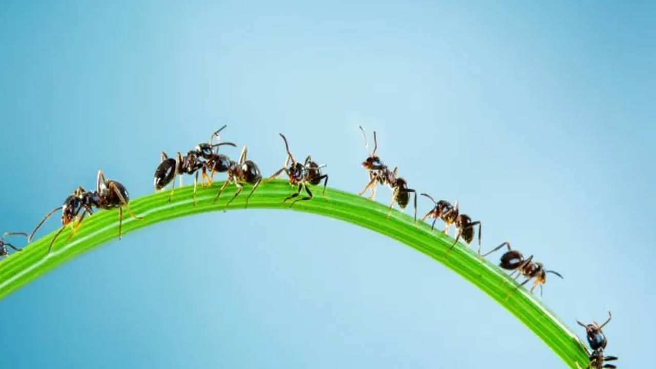 Facts of Ants చీమలు ఒకే మార్గంలో పయనిస్తాయో తెలుసా?.. షాకింగ్