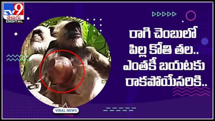 Viral Video: రాగి చెంబులో పిల్ల కోతి తల.. ఎంతకీ బయటకు రాకపోయేసరికి ఎం చేసింది అంటే..? Viral Video: రాగి చెంబులో పిల్ల కోతి తల.. ఎంతకీ బయటకు రాకపోయేసరికి ఎం చేసింది అంటే..?