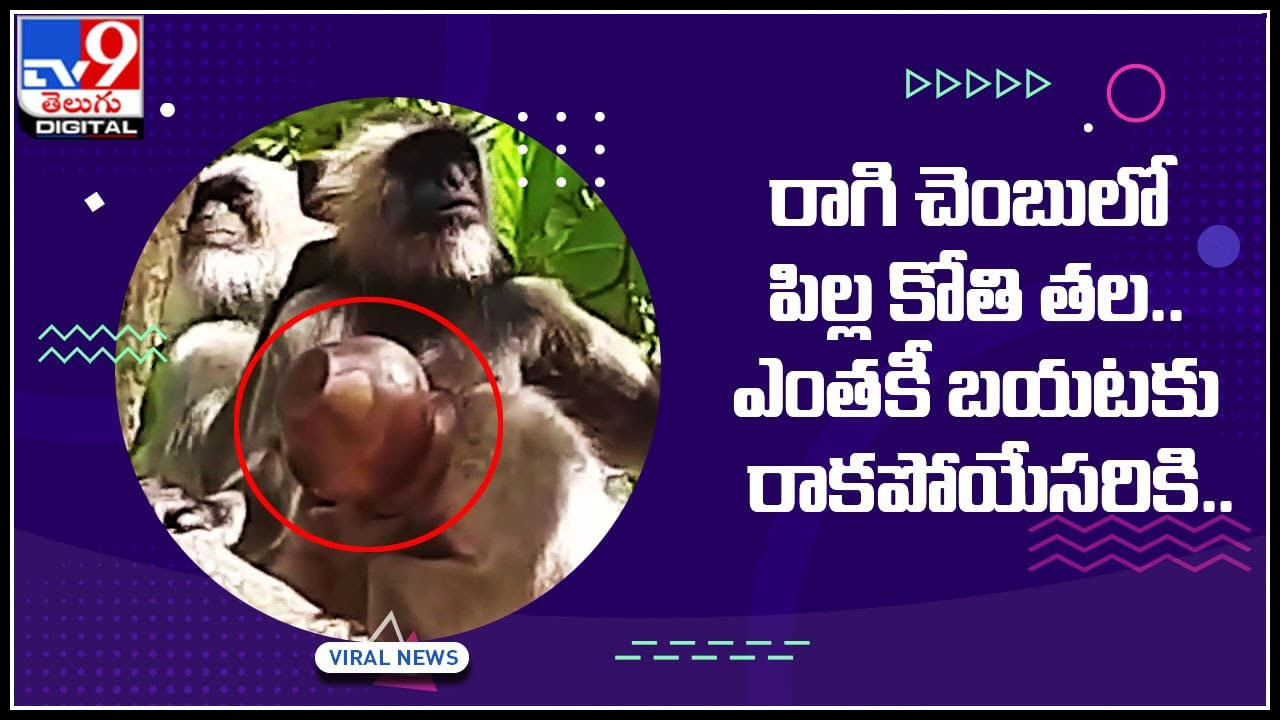 Viral Video: రాగి చెంబులో పిల్ల కోతి తల.. ఎంతకీ బయటకు రాకపోయేసరికి ఎం చేసింది అంటే..?