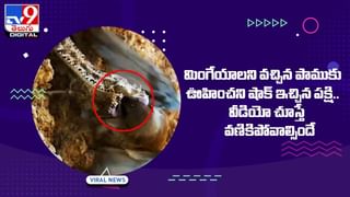 Viral Video: ఒకేసారి రెండు రుచులు చూసేస్తున్న స్ప్లిట్‌ టంగ్‌ లేడీ