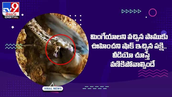మింగేయాలని వచ్చిన పాముకు ఊహించని షాక్ ఇచ్చిన పక్షి.. వీడియో చూస్తే వణికిపోవాల్సిందే మింగేయాలని వచ్చిన పాముకు ఊహించని షాక్ ఇచ్చిన పక్షి.. వీడియో చూస్తే వణికిపోవాల్సిందే