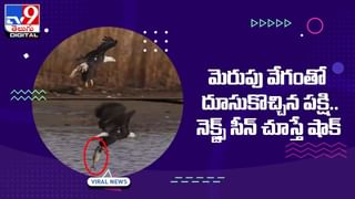 మంచుప్రదేశంలో హాయిగా ఉయ్యాల ఊగుతున్న కోడిపెట్ట !! సోషల్ మీడియా వేదికగా నెటిజన్ల హర్షం