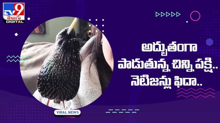 హ్యారీ పోటర్ థీమ్ సాంగ్ను పాడుతున్న పక్షి.. నెటిజన్లు ఫిదా. హ్యారీ పోటర్ థీమ్ సాంగ్ను పాడుతున్న పక్షి.. నెటిజన్లు ఫిదా.