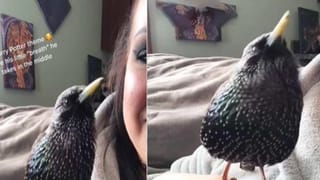 Viral Video: ఎండల దాటికి ఆమ్లేట్లే కాదు.. చపాతీలు కూడా వేసేస్తున్నారు.. నెట్టింట వైరల్‌ అవుతోన్న వీడియో..