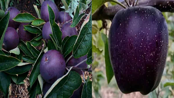 Black Diamond Apple: ప్రపంచంలోనే అత్యంత అరుదైన బ్లాక్ డైమండ్ ఆపిల్.. దీని ధర ఎంతో తెలిస్తే షాక్..