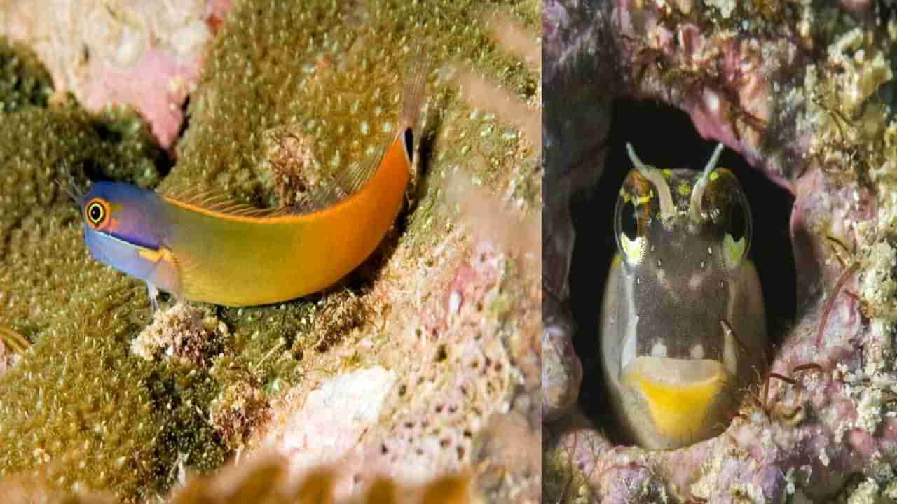 Blennies fish: నీటిని మరచి నేలమీద జీవించడం నేర్చుకున్న చేపలు.. పరిశోధనలో షాకింగ్ విషయాలు వెలుగులోకి