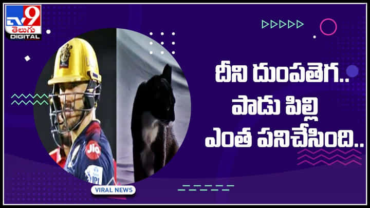 IPL 2022: దీని దుంపతెగ.. పాడు పిల్లి ఎంత పనిచేసింది. ఐపీఎల్ 2022 లో ఇంట్రెస్టింగ్ సీన్.. IPL 2022: దీని దుంపతెగ.. పాడు పిల్లి ఎంత పనిచేసింది. ఐపీఎల్ 2022 లో ఇంట్రెస్టింగ్ సీన్..