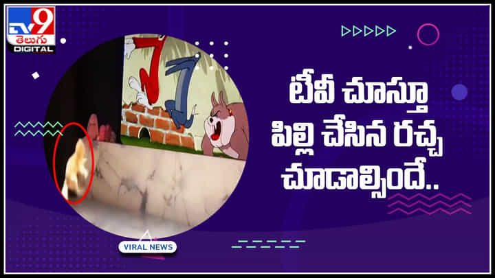 cat viral video: టీవీ చూస్తూ పిల్లి చేసిన రచ్చ చూడాల్సిందే.. వైరల్ అవుతున్న ఫన్నీ వీడియో cat viral video: టీవీ చూస్తూ పిల్లి చేసిన రచ్చ చూడాల్సిందే.. వైరల్ అవుతున్న ఫన్నీ వీడియో