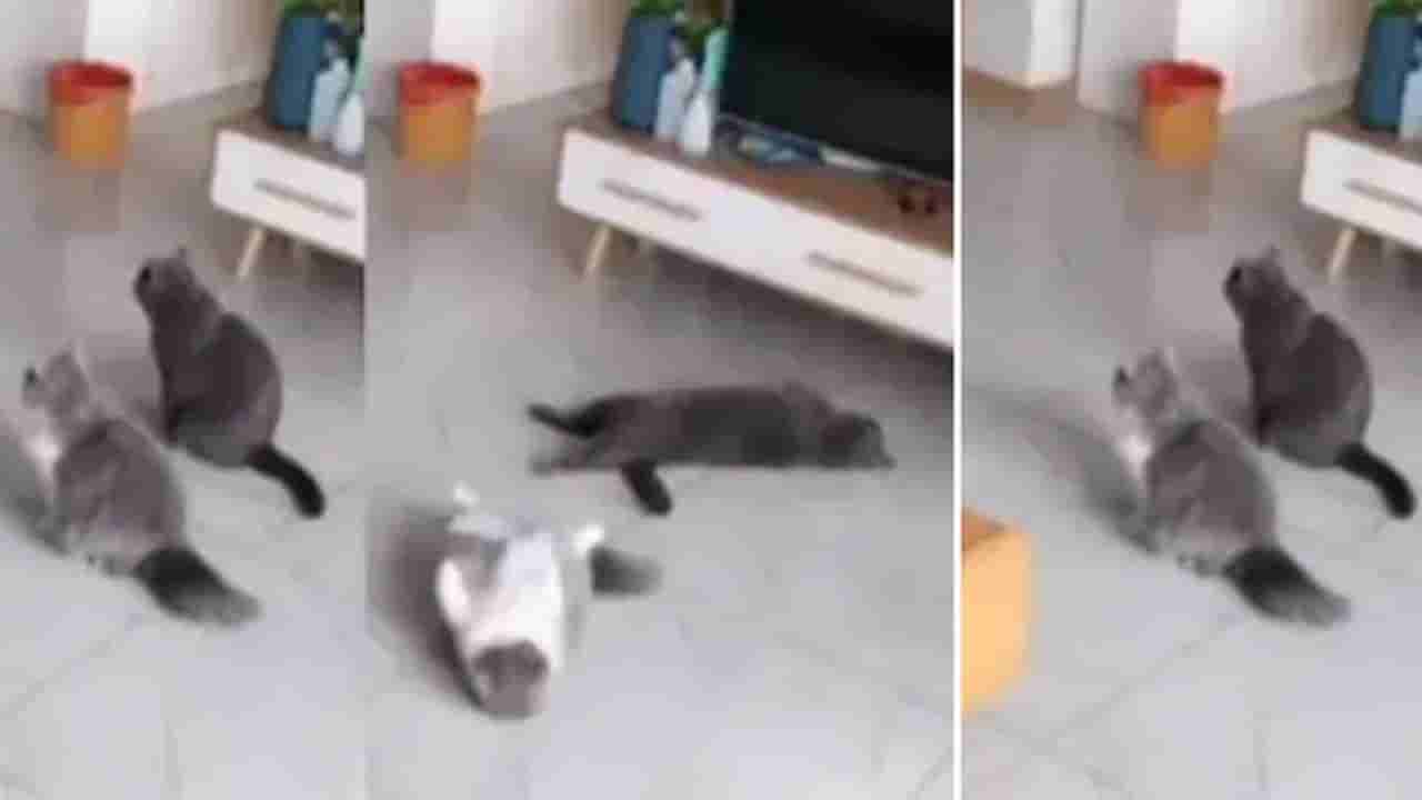 Viral Video: గొప్ప గొప్ప నటులనే మించిపోయిన పిల్లులు.. ఆస్కార్ పర్ఫామెన్స్ మామూలుగా లేదుగా.. వీడియో