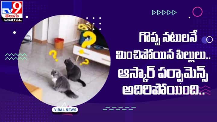 గొప్ప నటులనే మించిపోయిన పిల్లులు.. ఆస్కార్ పర్ఫామెన్స్ మామూలుగా లేదుగా గొప్ప నటులనే మించిపోయిన పిల్లులు.. ఆస్కార్ పర్ఫామెన్స్ మామూలుగా లేదుగా