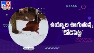 Viral Video: ఇది పామా ? ? తాబేలా ?? తెలిస్తే చెప్పండి