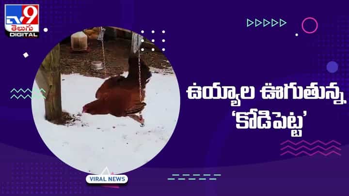 మంచుప్రదేశంలో హాయిగా ఉయ్యాల ఊగుతున్న కోడిపెట్ట !! సోషల్ మీడియా వేదికగా నెటిజన్ల హర్షం మంచుప్రదేశంలో హాయిగా ఉయ్యాల ఊగుతున్న కోడిపెట్ట !! సోషల్ మీడియా వేదికగా నెటిజన్ల హర్షం