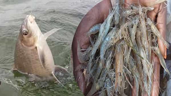 Sunday Fish Market: చిత్రాయి చేపల కోసం.. కృష్ణానది కరకట్టకు క్యూ కడుతున్న జనం.. ధర ఎంతో తెలిస్తే షాక్..
