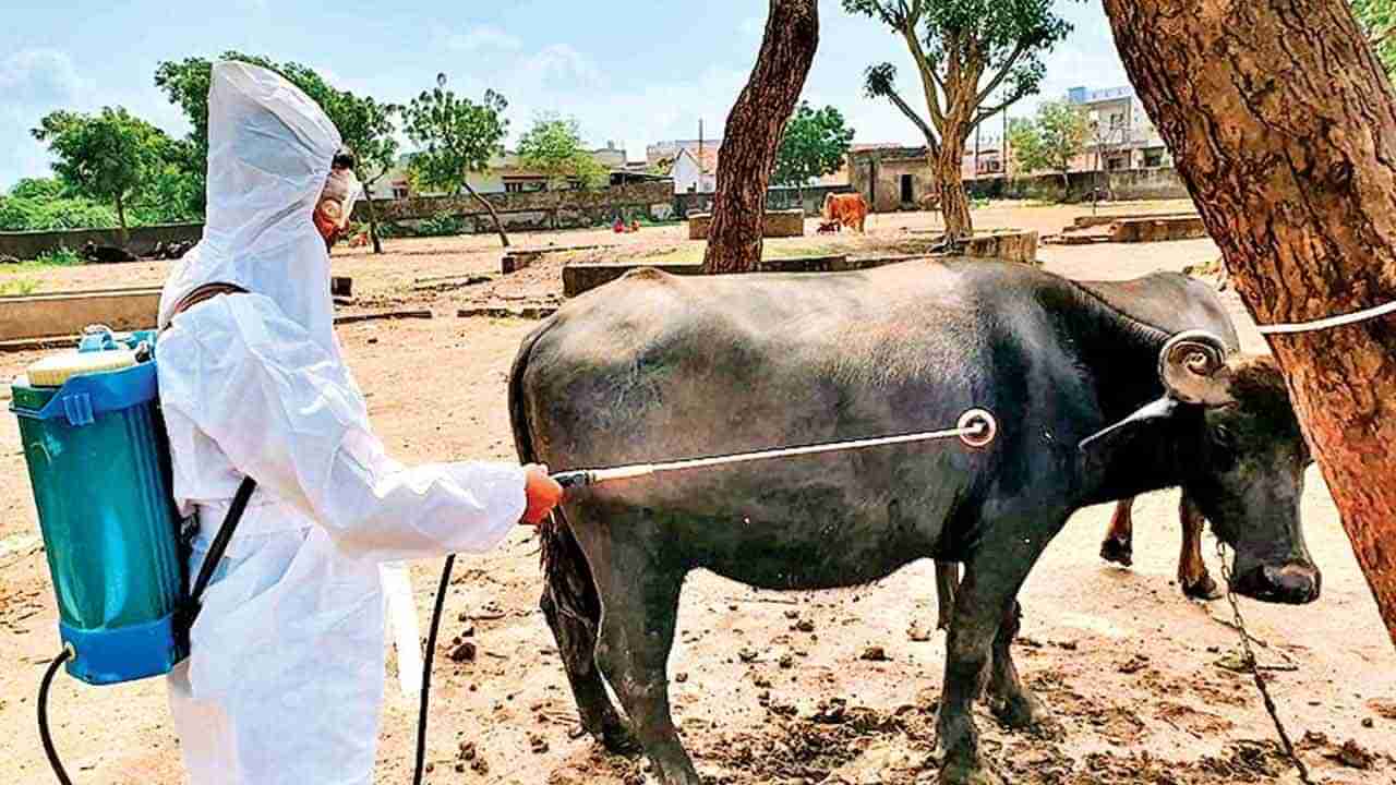 Congo Fever: హడలెత్తిస్తున్న కాంగో ఫీవర్.. 19 మంది మృతి.. దీని లక్షణాలు ఏంటంటే..