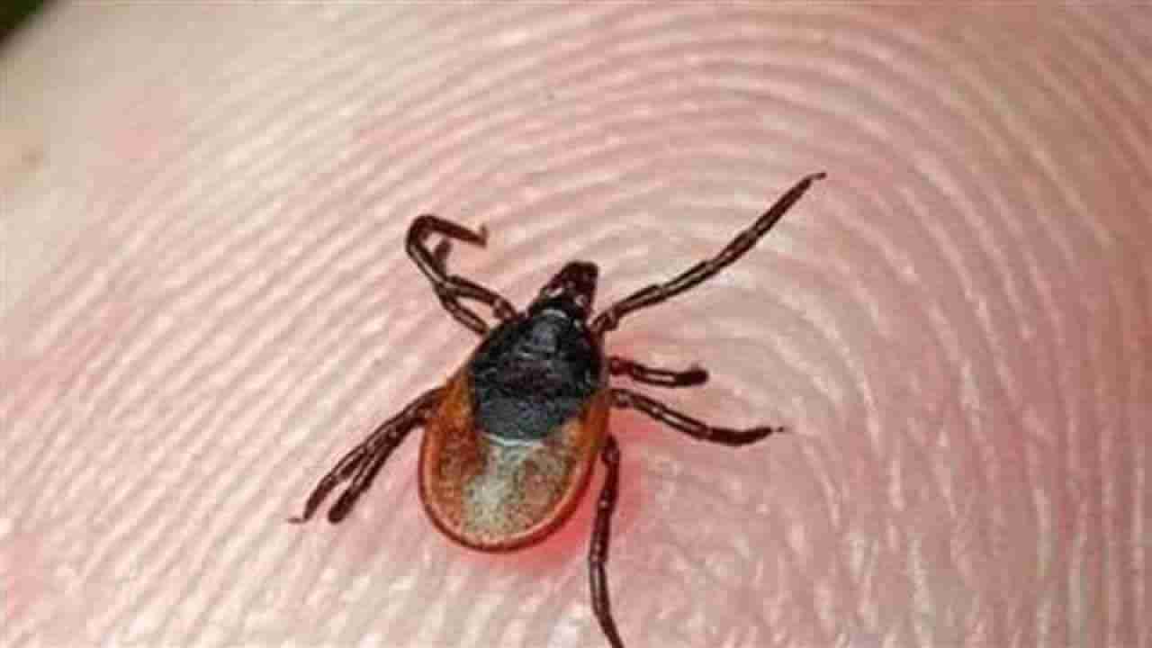 Congo Fever: ఇరాక్ ను వణికిస్తున్న కాంగో ఫీవర్.. తీవ్ర రక్తస్రావంతో ప్రాణాలు తీస్తున్న వైరస్.. 43 ఏళ్లలో తొలిసారిగా