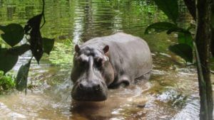 Congo Hippos: ఆ గ్రామాన్ని హడలెత్తిస్తున్న హిప్పోలు.. ఏకంగా ఏడుగురిని చంపేశాయి.. మరికొందరిని..