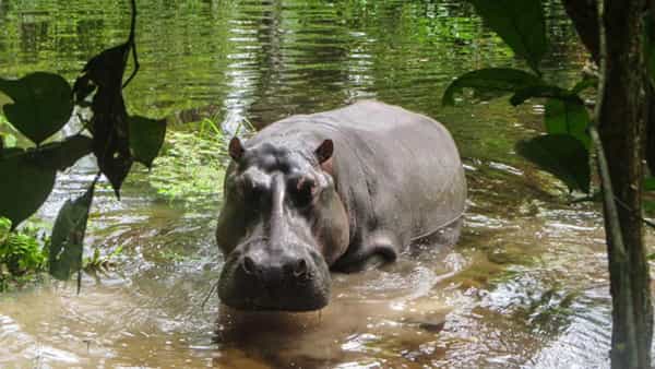 Congo Hippos: ఆ గ్రామాన్ని హడలెత్తిస్తున్న హిప్పోలు.. ఏకంగా ఏడుగురిని చంపేశాయి.. మరికొందరిని..