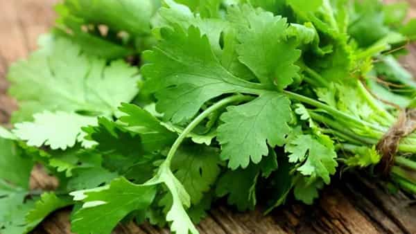 Coriander Benefits: కొత్తిమీరతో ఆ సమస్యలన్నింటికి చెక్ పెట్టవచ్చు.. ఇంకా ఎన్నో ఆరోగ్య ప్రయోజనాలు..