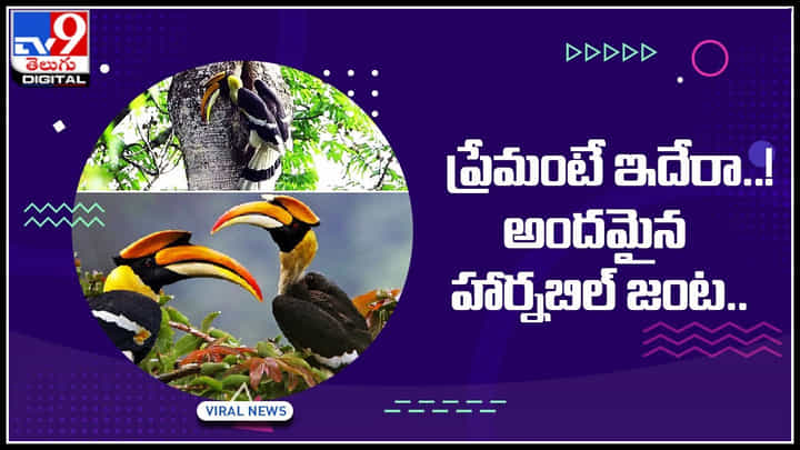 Hornbill bird: ప్రేమంటే ఇదేరా..! అందమైన హార్నబిల్ జంట.. ఒక్క పక్షితో మాత్రమే జతకట్టే హార్నబిల్ లక్షణం Hornbill bird: ప్రేమంటే ఇదేరా..! అందమైన హార్నబిల్ జంట.. ఒక్క పక్షితో మాత్రమే జతకట్టే హార్నబిల్ లక్షణం