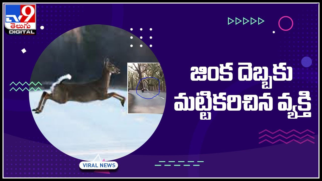 Deer Viral Video: ఒక్క జంప్ తో వ్యక్తిని మట్టికరిపించిన జింక..! వీడియో చూసి ఎలా రియాక్ట్ అవ్వాలో కూడా డౌటే..!