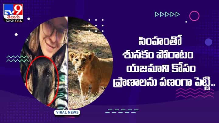 సింహంతో శునకం పోరాటం.. యజమాని కోసం ప్రాణాలను పణంగా పెట్టి .. సింహంతో శునకం పోరాటం.. యజమాని కోసం ప్రాణాలను పణంగా పెట్టి ..