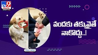 Viral Video: గాలిలో గద్దల మధ్య పోటీ.. ఎరను ఎలా క్యాచ్‌ పట్టిందో చూస్తే షాకే