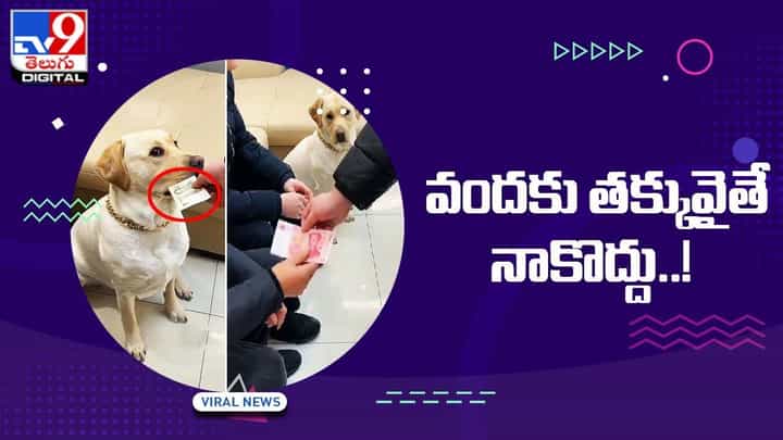 వందకు తక్కవ తీసుకోనంటున్న డాగ్ !! నెట్టింట వైరల్ అవుతున్న ఫన్నీ వీడియో వందకు తక్కవ తీసుకోనంటున్న డాగ్ !! నెట్టింట వైరల్ అవుతున్న ఫన్నీ వీడియో
