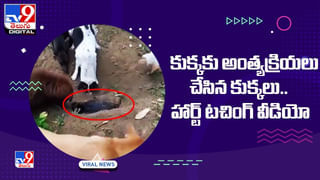 Optical Illusion: ఈ స్నోమెన్‌ బొమ్మల మధ్య ఓ పాండా నక్కి ఉంది.. కనిపెట్టగలరేమో ట్రై చేయండి..