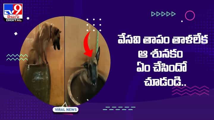 వేసవి తాపం తాళలేక ఆ శునకం ఏం చేసిందో చూడండి.. వేసవి తాపం తాళలేక ఆ శునకం ఏం చేసిందో చూడండి..