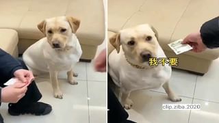 Viral Video: కర్రతోనే అడవికి రారాజు సింహాన్ని భయపెట్టిన యువకుడు.. నెట్టింట్లో వీడియో వైరల్