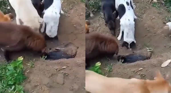 Viral video: తోటి కుక్కకు అంత్యక్రియలు చేసిన మిగిలిన కుక్కలు.. హృదయాని హత్తుకుంటున్న వీడియో
