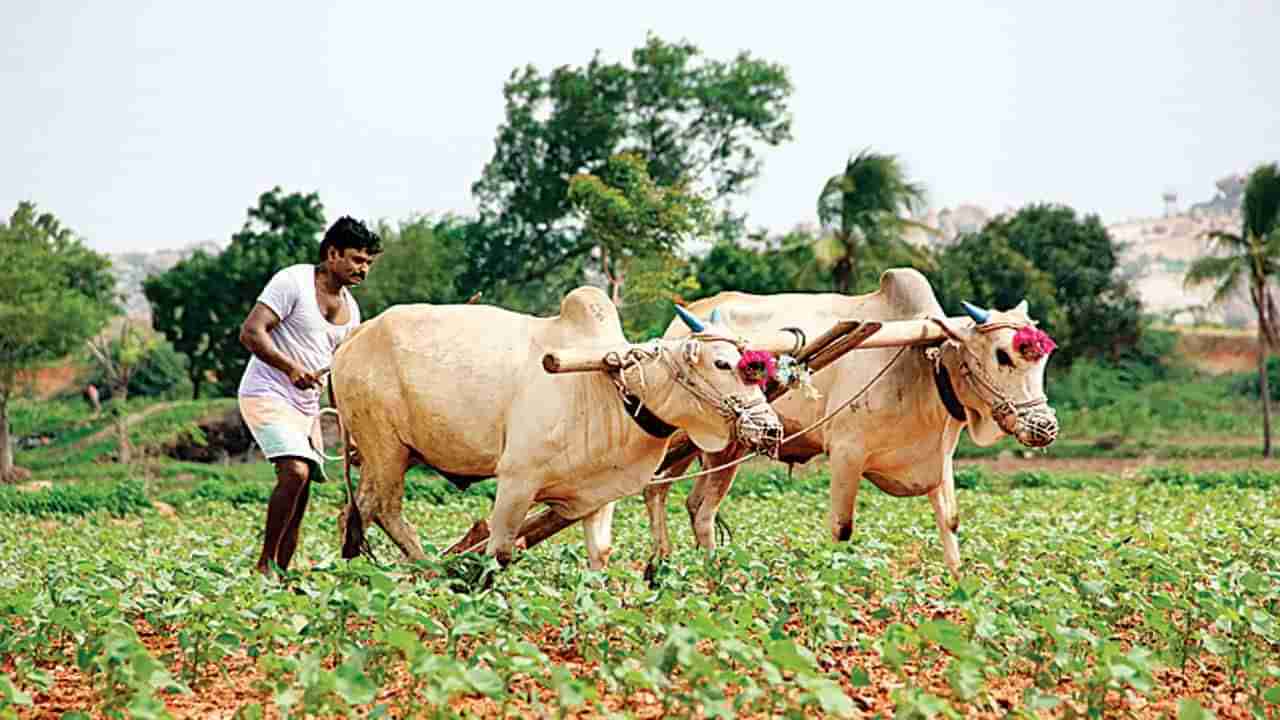 Pashu Credit Card Scheme: ఆ రాష్ట్ర ప్రభుత్వం కీలక నిర్ణయం.. వ్యవసాయం కోసం రైతులకు క్రెడిట్‌ కార్డుల పంపిణీ!