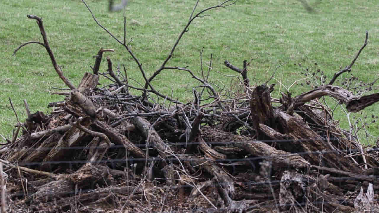 Picture Puzzle: ఈ ఫోటోలో పందికొక్కును కనిపెట్టండి.. మీ కళ్లు మిమ్మల్నే మోసం చేస్తాయ్ సుమీ..