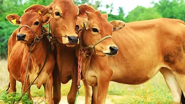 Alert Farmers: రైతులకి గమనిక.. పాడిజంతువులకి సోకుతున్న ప్రమాదకరమైన వ్యాధి..!