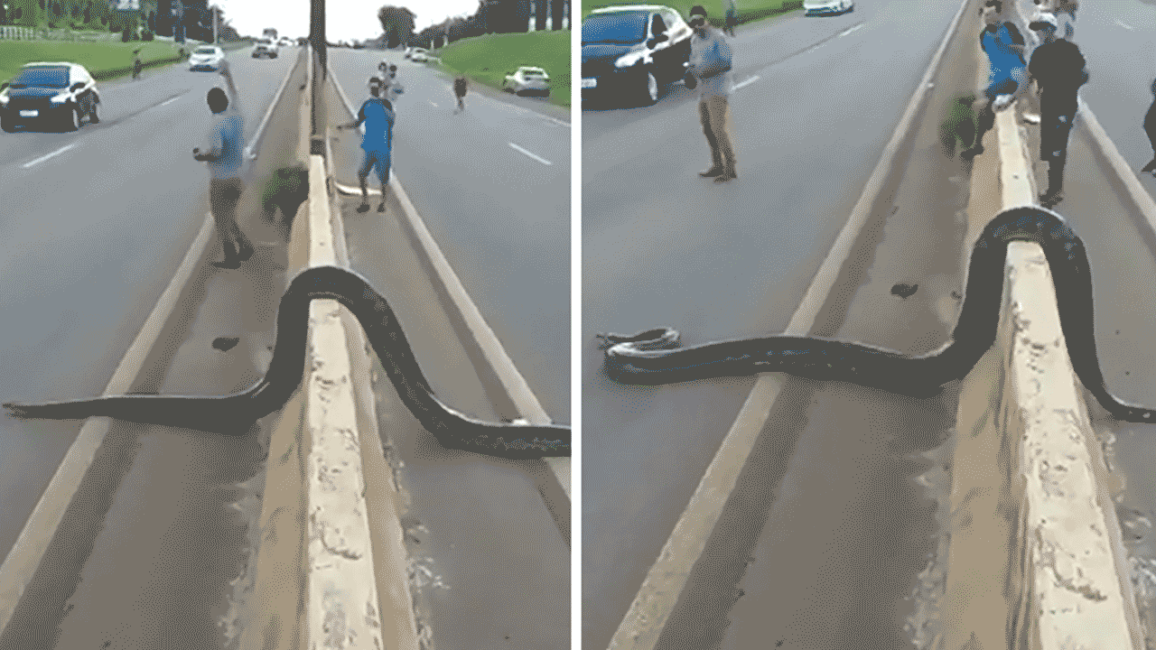 Giant Anaconda: రద్దీగా ఉన్న రోడ్డుపై భారీ అనకొండ..ఉలిక్కిపడ్డ వాహనదారులు, ప్రయాణికులు..ఏం చేశారో తెలిస్తే అవాక్కే!