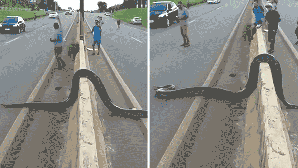 Giant Anaconda: రద్దీగా ఉన్న రోడ్డుపై భారీ అనకొండ..ఉలిక్కిపడ్డ వాహనదారులు, ప్రయాణికులు..ఏం చేశారో తెలిస్తే అవాక్కే!