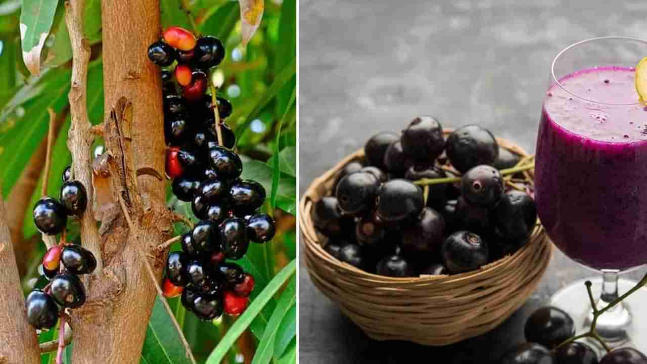 Jamun Health Benefits: అబ్బో అన్ని ప్రయోజనాలో..  నేరేడు పండ్లే కాదు చెట్టు ఆకులు, బెరడు, గింజలతో బోలెడు లాభాలు..