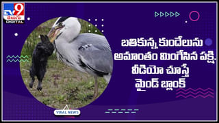 Donkey Race: ఇలాంటి రేస్ నెవ్వర్ బిఫోర్.. ఎవ్వర్ ఆఫ్టర్.. వీడియో చూస్తే మతిపోతుంది..!