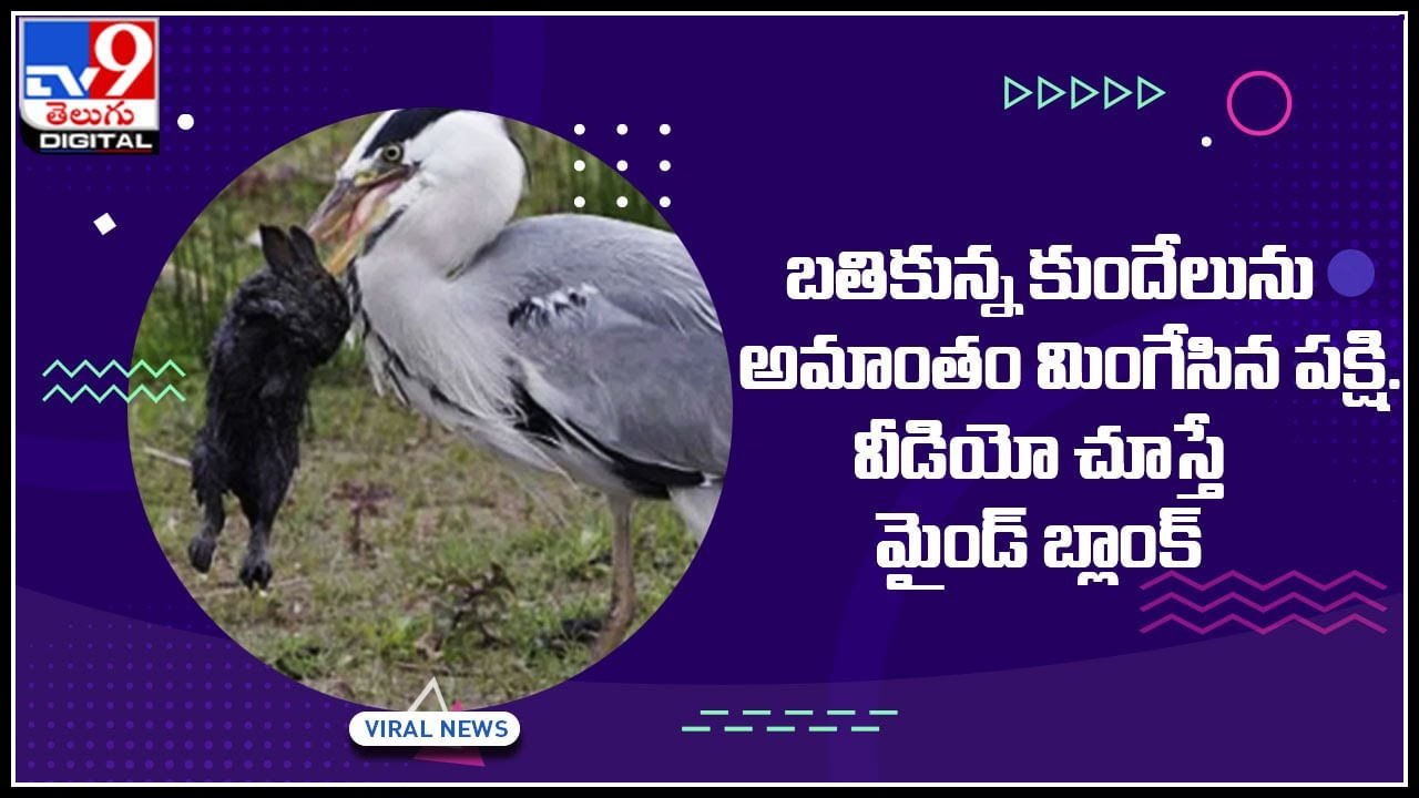 Viral Video: బతికున్న కుందేలును అమాంతం మింగేసిన పక్షి.. వీడియో చూస్తే మైండ్ బ్లాంక్..