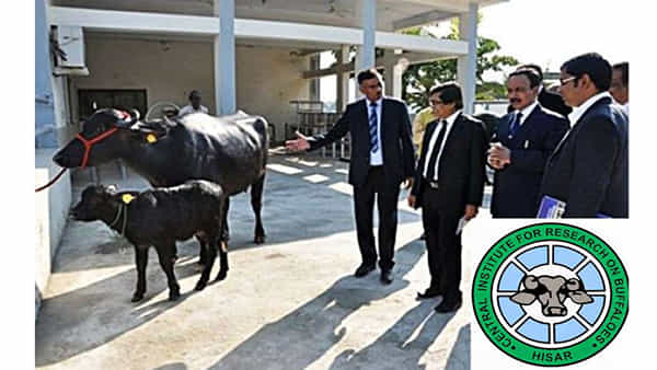 ICAR CIRB Jobs 2022: పదో తరగతి అర్హతతో.. ఐకార్ - సెంట్రల్ ఇన్స్టిట్యూట్ ఫర్ రిసెర్చ్ ఆన్ బఫెలోస్లో ఉద్యోగాలు..