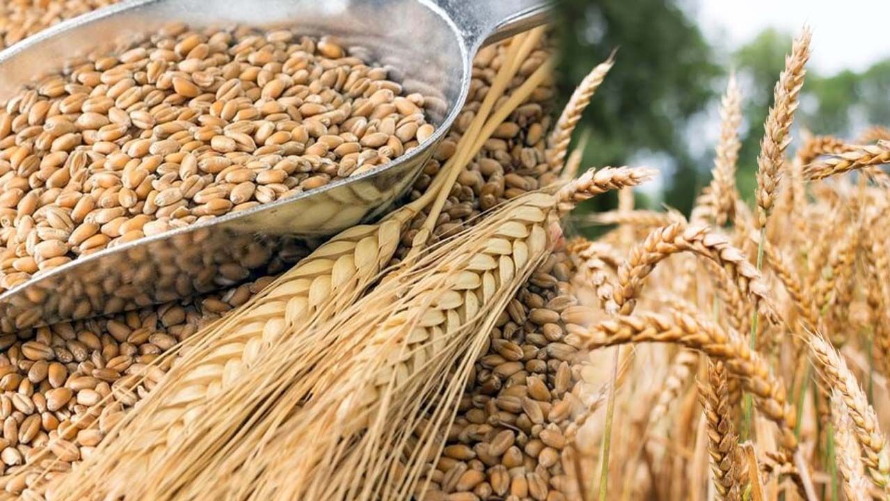 India Bans Wheat Export: కేంద్ర ప్రభుత్వం కీలక నిర్ణయం.. గోధుమ ఎగుమతులను నిషేధిస్తూ ఉత్తర్వులు