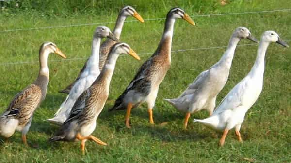Penguin Ducks: ఈ బాతు పెంగ్విన్లా కదులుతుంది.. ఏడాదికి 350 గుడ్లు.. భారతీయ రన్నర్ బాతు విశేషాలు తెలుసుకోండి