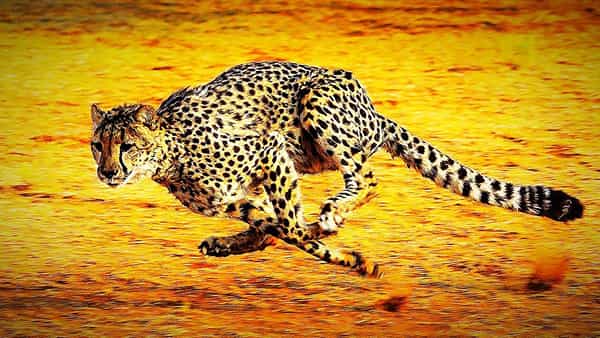 Ananthapur: చిరుతను ఉరికించి ఉరికించి తరిమేసిన కుక్కలు, ఇంటర్ వీడియో కాదు..ఇది లైవ్ సీన్