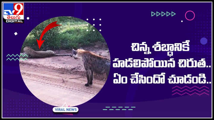 Leopard-Hyena: వాయమ్మ..! చిన్న శబ్ధానికే హడలిపోయిన చిరుత.. ఏం చేసిందో చూడండి.. Leopard-Hyena: వాయమ్మ..! చిన్న శబ్ధానికే హడలిపోయిన చిరుత.. ఏం చేసిందో చూడండి..